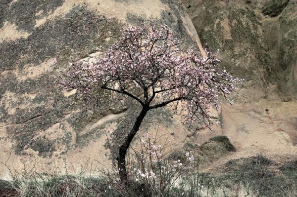 Cappadocia Blossom by Charlie Waite