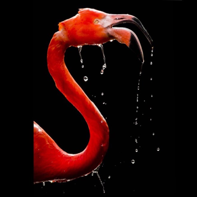 Flamingo by Magdalena Strakova, photographer