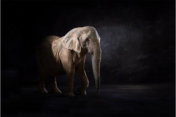 Elephas Africana - © Lindsay Robertson, seen on Saatchi Art
