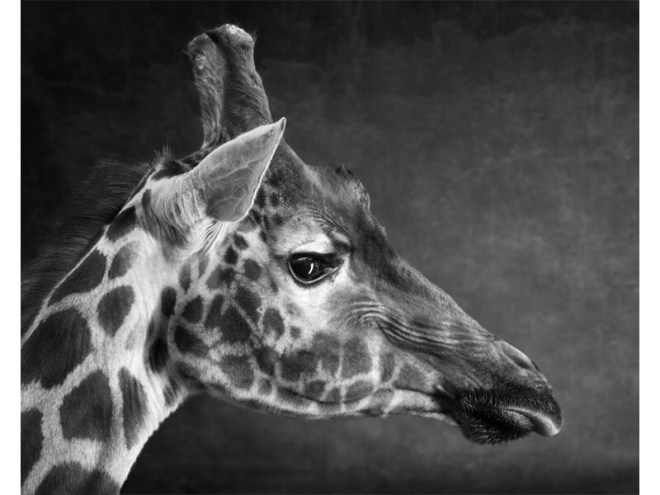 Flower Study 1 - © Lindsay Robertson, seen on Saatchi Art