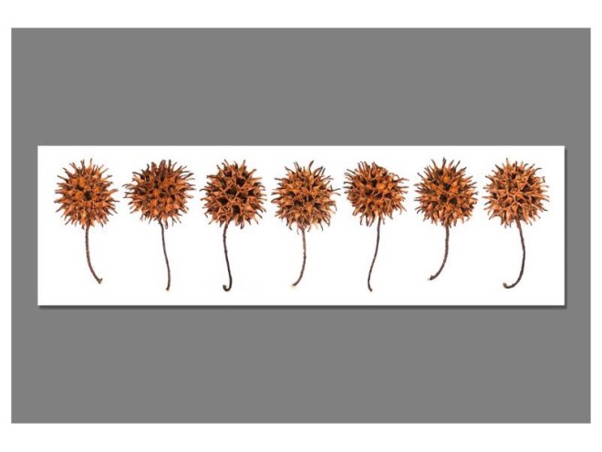 Teazle Study - © Lindsay Robertson, seen on Saatchi Art