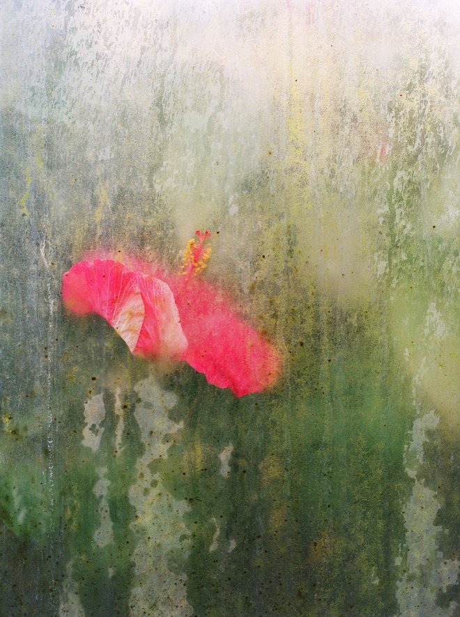 From The Abstract Tropical Sighs Series By Caroline Gavazzi. All photographs ©Caroline Gavazzi 2017