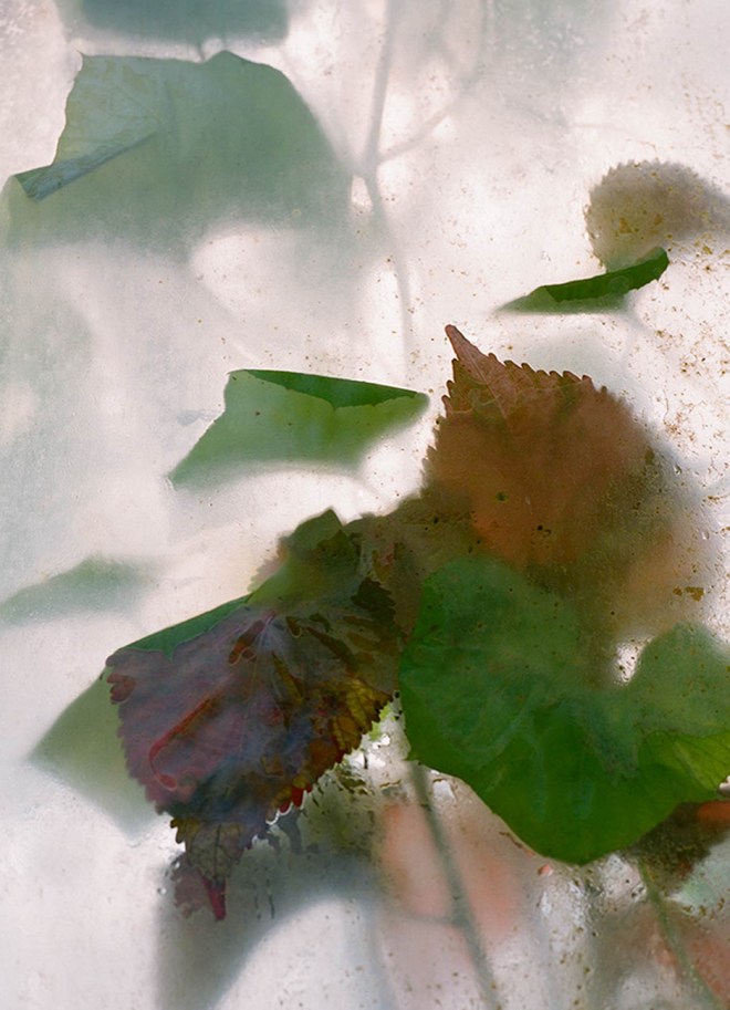 From The Abstract Tropical Sighs Series By Caroline Gavazzi. All photographs ©Caroline Gavazzi 2017