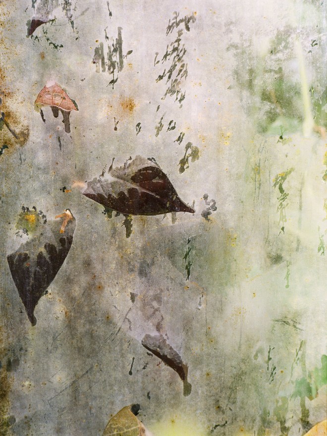 From The Abstract Tropical Sighs Series By Caroline Gavazzi. All photographs ©Caroline Gavazzi 2017