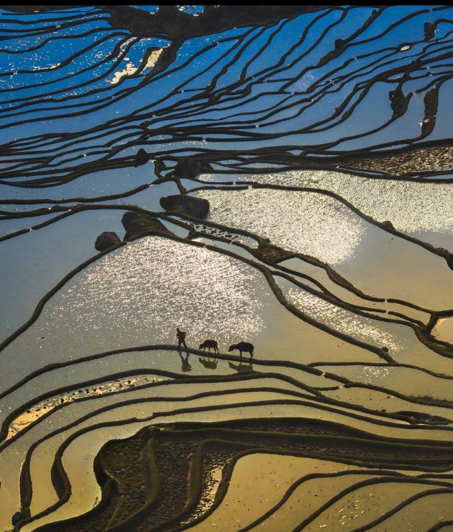 ‘A worker leads his oxen through a patchwork of flooded fields in Yuanyang county, southeast China, which is the world’s largest producer of rice.’ Albert Tan/Solent News. The Times, Thursday 28 December 2017.