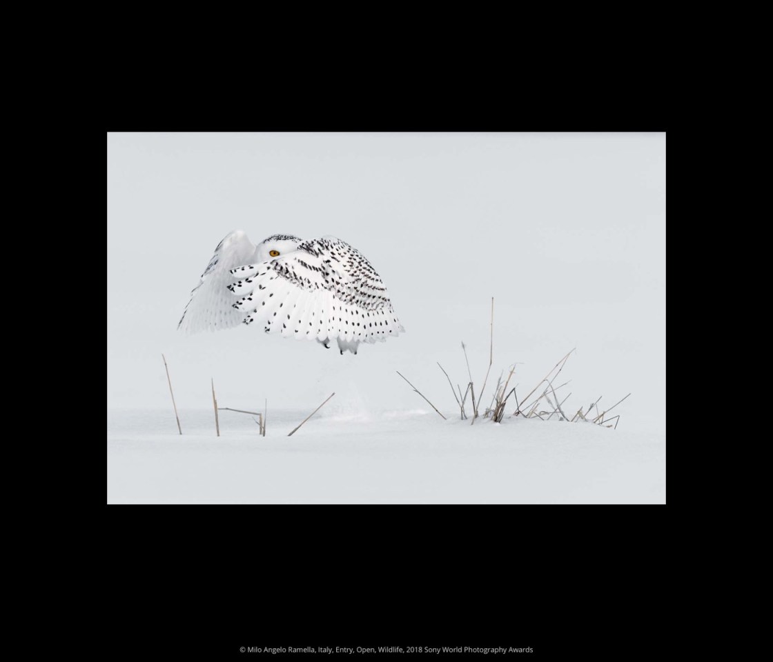 2018 Sony World Photography Awards