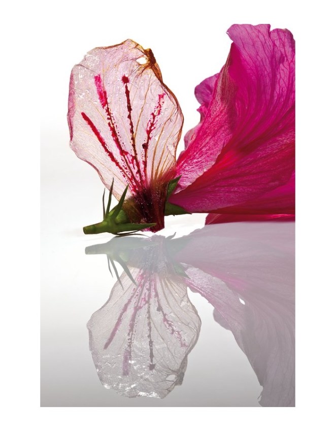 From: elBulli 2005–2011: Ferran Adrià, Juli Soler, Albert Adrià, Phaidon