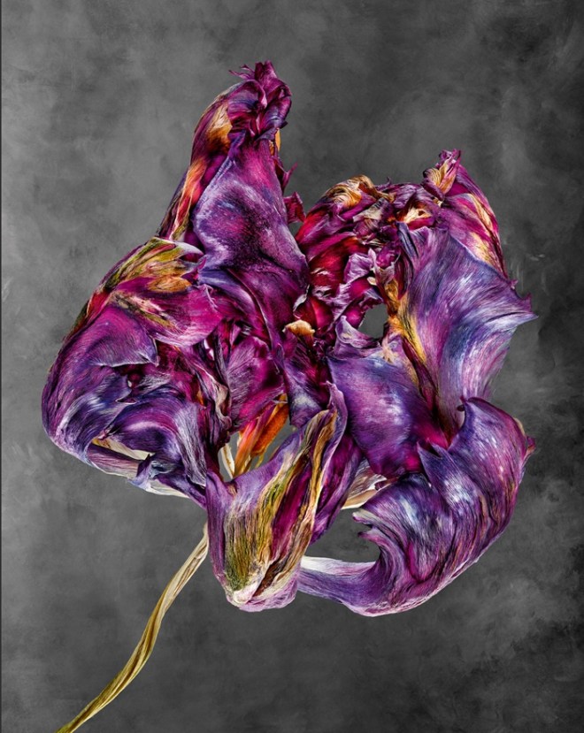 Tulipa Photo © 2018 Richard Fischer. All rights reserved. www.richardfischer.org