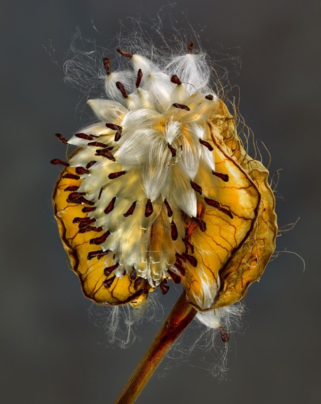 Gomphocarpus fruticosus Photo © 2018 Richard Fischer. All rights reserved. www.richardfischer.org