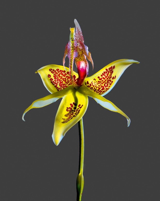 Embreea rodigasiana Photo © 2018 Richard Fischer. All rights reserved. www.richardfischer.org