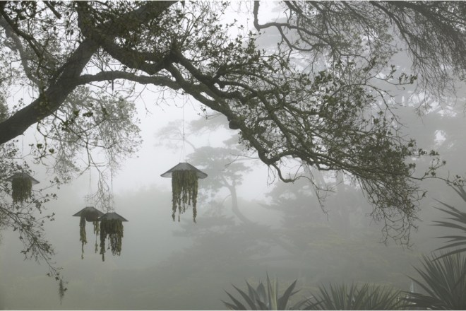 Garden Photography: Dreamscapes, Claire Takacs. Suspended Sedum morganianum, hanging from Lotusland’s cedar trees.