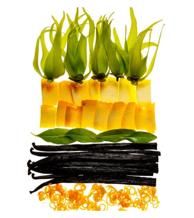 Livia Cetti Portfolio Image © 2017 The Green Vase.