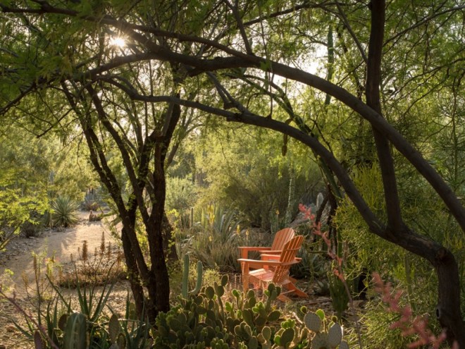 Image from: Desert Gardens of Steve Martino. Photography by Steve Gunther, courtesy of The Monacelli Press.