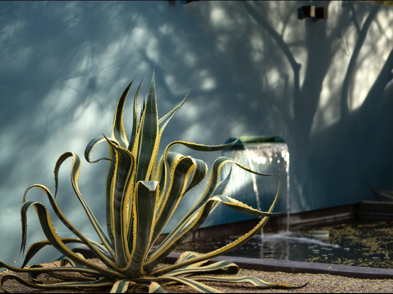 Image from: Desert Gardens of Steve Martino. Photography by Steve Gunther, courtesy of The Monacelli Press.